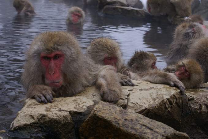 The Jigokudani Monkey Park