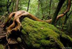 Yakushima