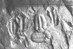 Joggins Fossil Cliffs