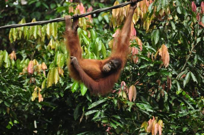 The Sepilok Orang Utan Sanctuary