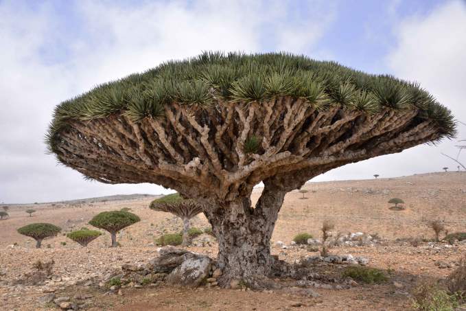 Socotra