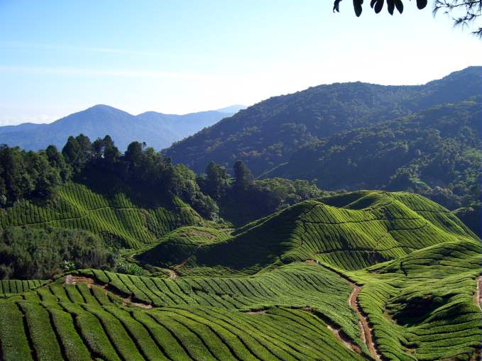 The Cameron Highlands