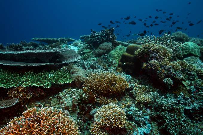 Tubbataha Reef